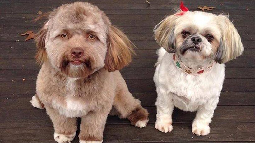 Hund Yogi sieht aus wie ein Mensch! bildderfrau.de